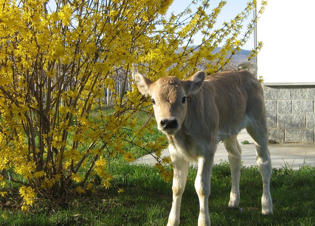 Agriturismo Fior Di Campo Dronero Zewnętrze zdjęcie