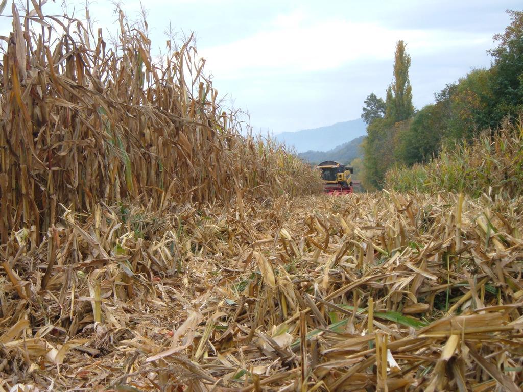 Agriturismo Fior Di Campo Dronero Zewnętrze zdjęcie