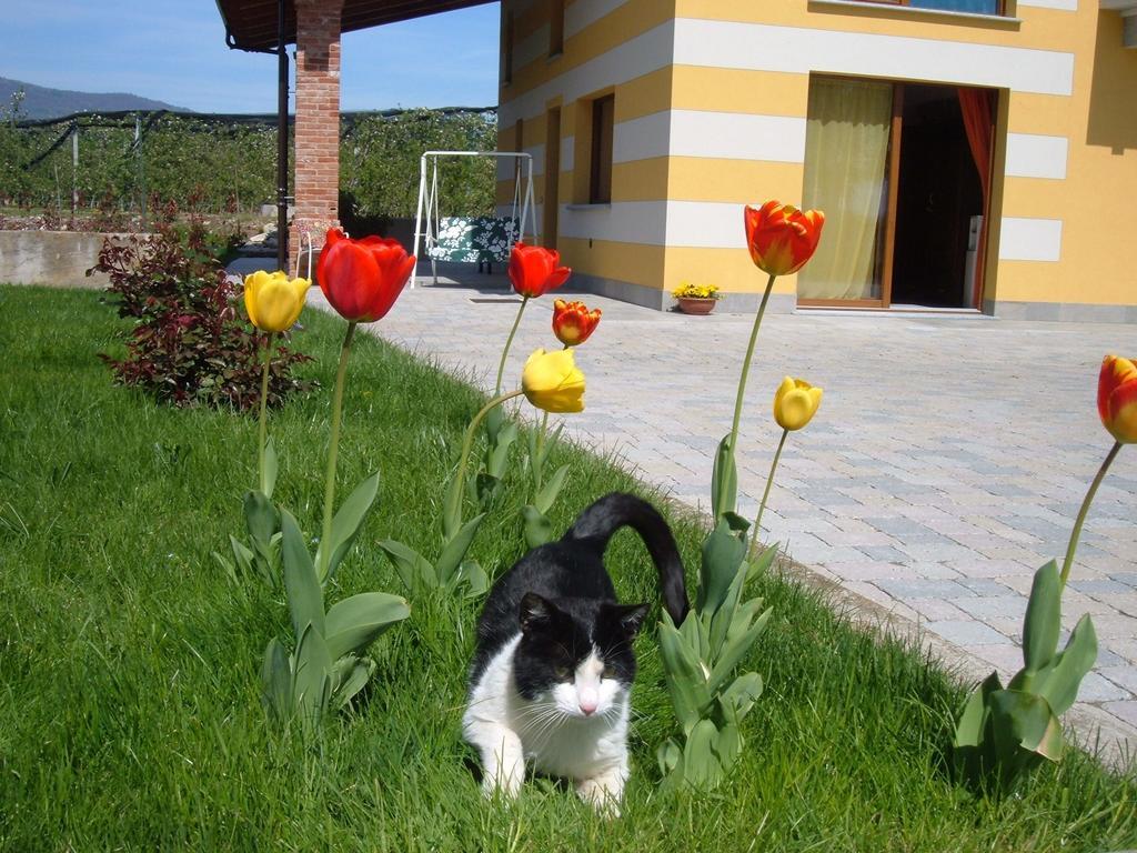 Agriturismo Fior Di Campo Dronero Zewnętrze zdjęcie